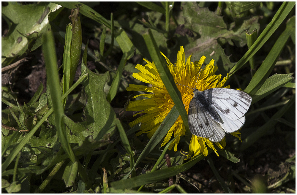 Rapsweißling,w (Pieris napi)