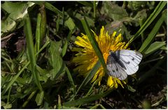 Rapsweißling,w (Pieris napi)