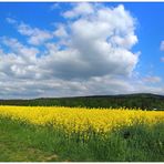 Rapszeit im Fichtelgebirge