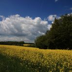 Rapszeit in badisch Sibirien