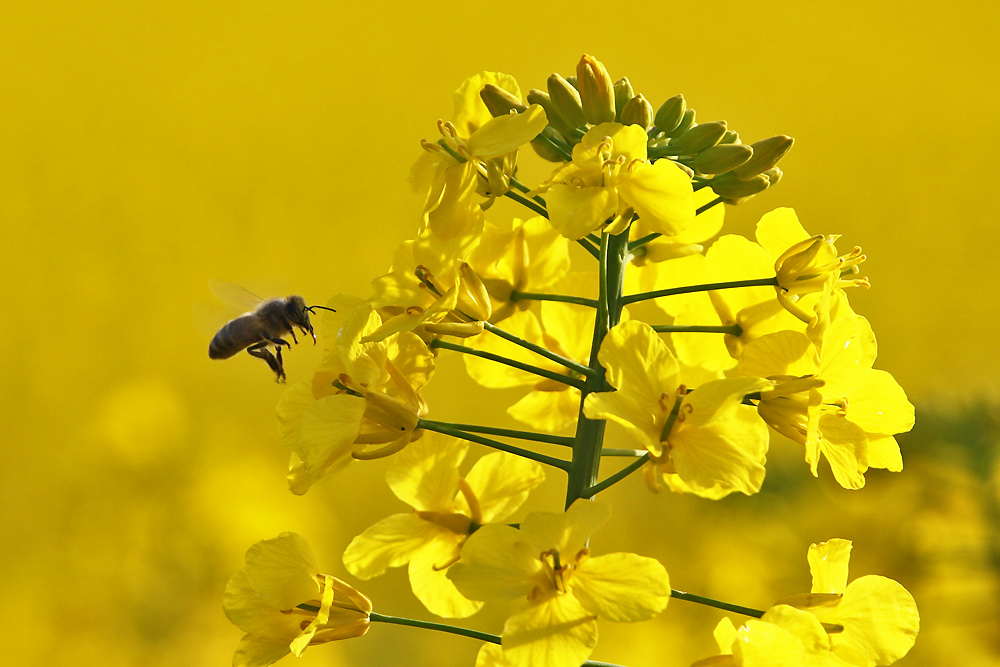 Rapszeit ist auch Bienenzeit