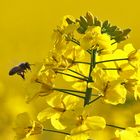 Rapszeit ist auch Bienenzeit