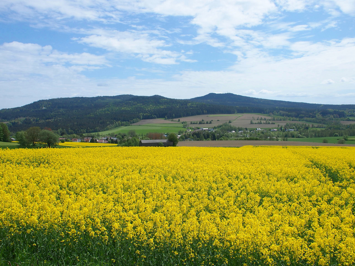 Rapszeit unter der Kösseine - Mai