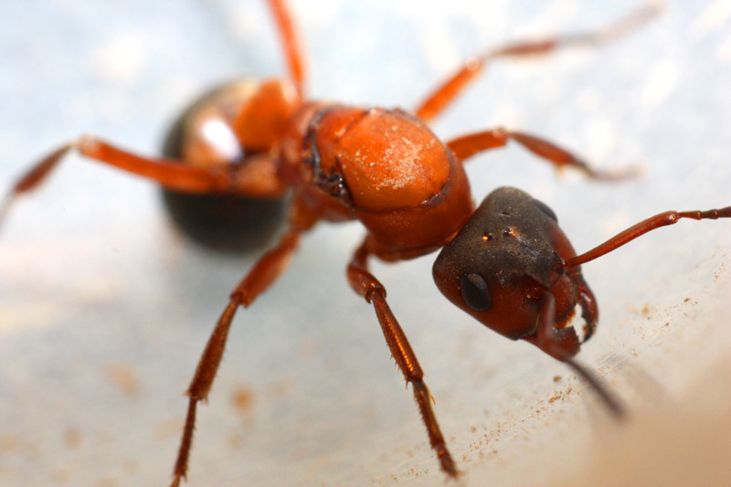 Raptoformica sanguinea