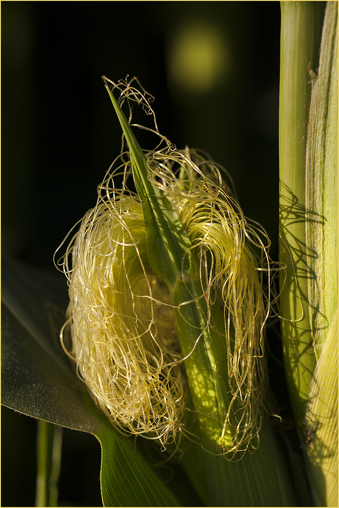 Rapunzel Foto & Bild natur, pflanzen, mais Bilder auf