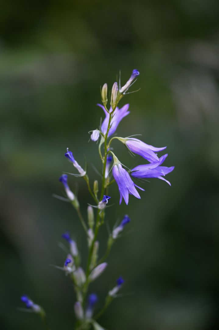RapunzelGlockenblume Foto & Bild natur, pflanzen, blüten Bilder auf