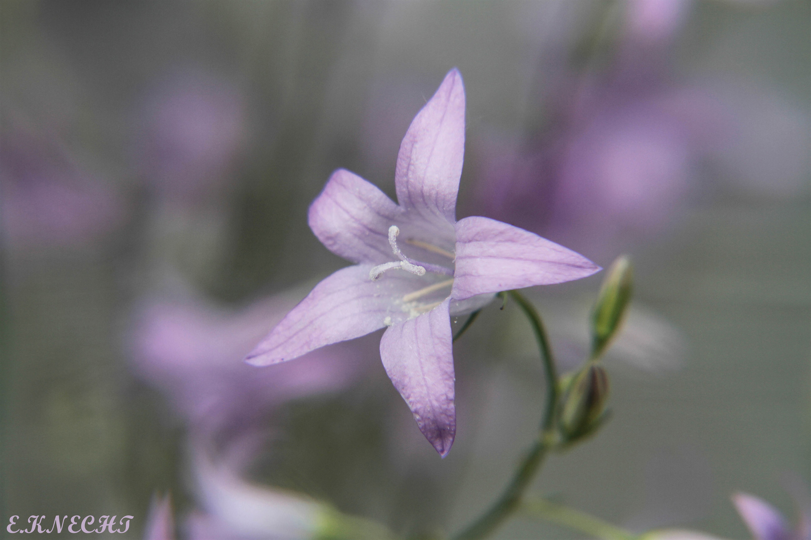 Rapunzel-Glockenblume