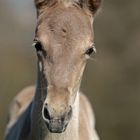 Rapunzel - Rocky Mountain Horse Fohlen