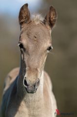 Rapunzel - Rocky Mountain Horse Fohlen