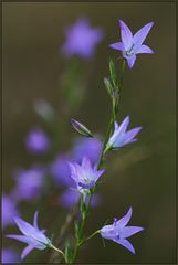 Rapunzelglockenblume