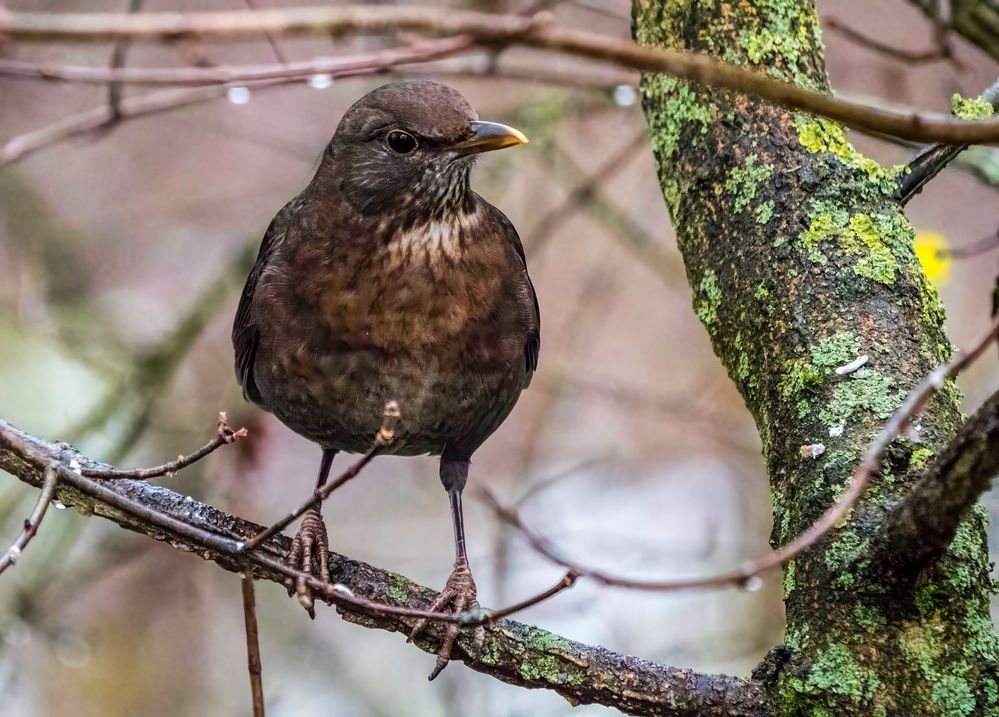 "RAR GEWORDENE AMSELN" (ISO 6400)