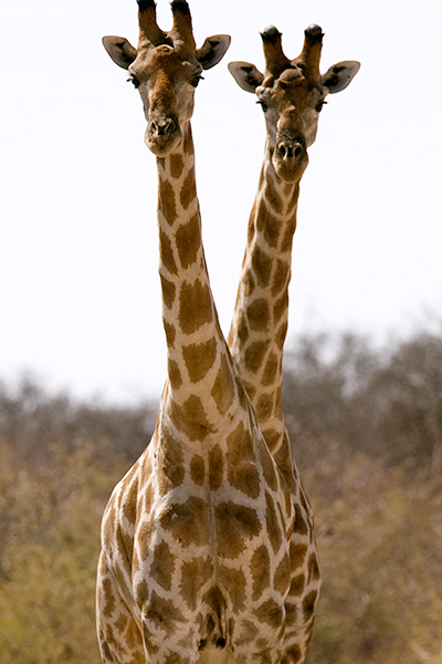 Rare African Giraffe with 2 heads