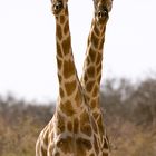 Rare African Giraffe with 2 heads