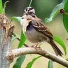 RARE BIRD IN BRAZIL.