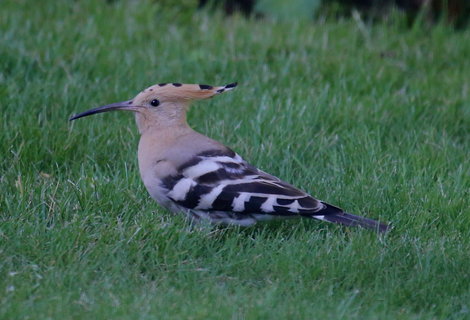 Rare British bird