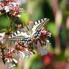 Rare cette année .... le machaon 