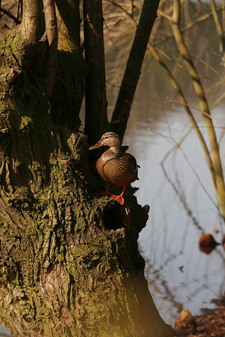 Rare German Tree Duck (Mallard)