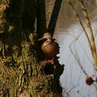 Rare German Tree Duck (Mallard)