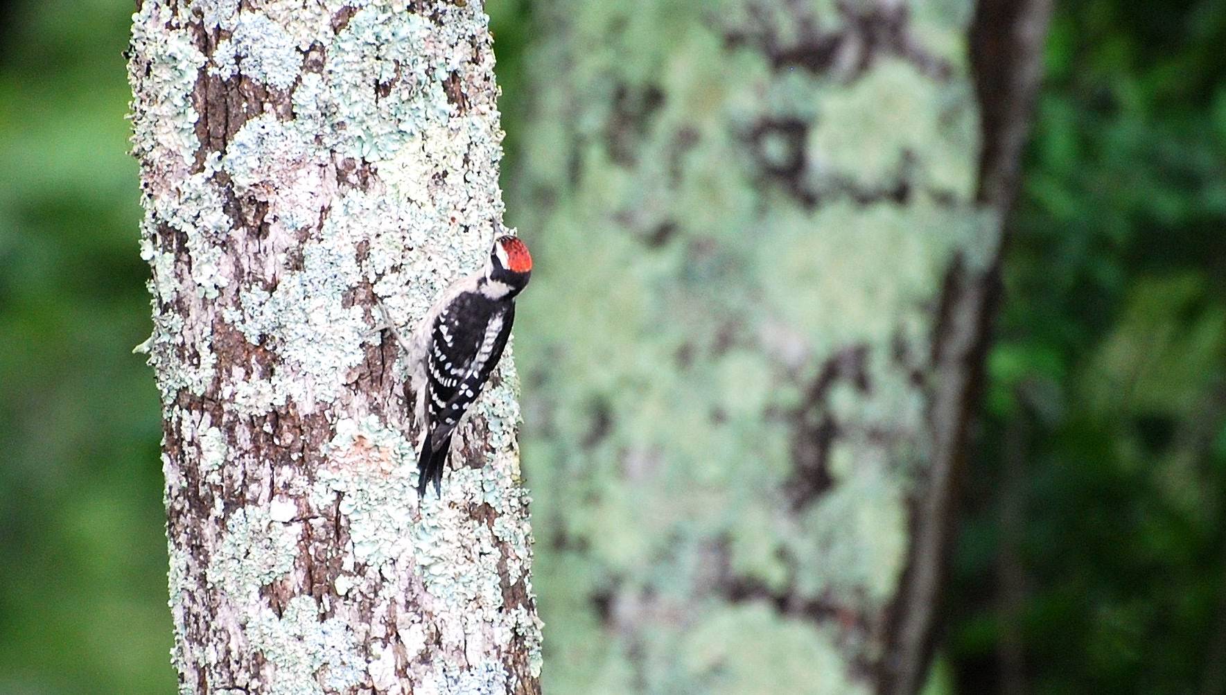 Rare Ladder-backed Woodpecker