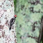 Rare Ladder-backed Woodpecker