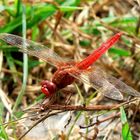 Rare red dragonfly