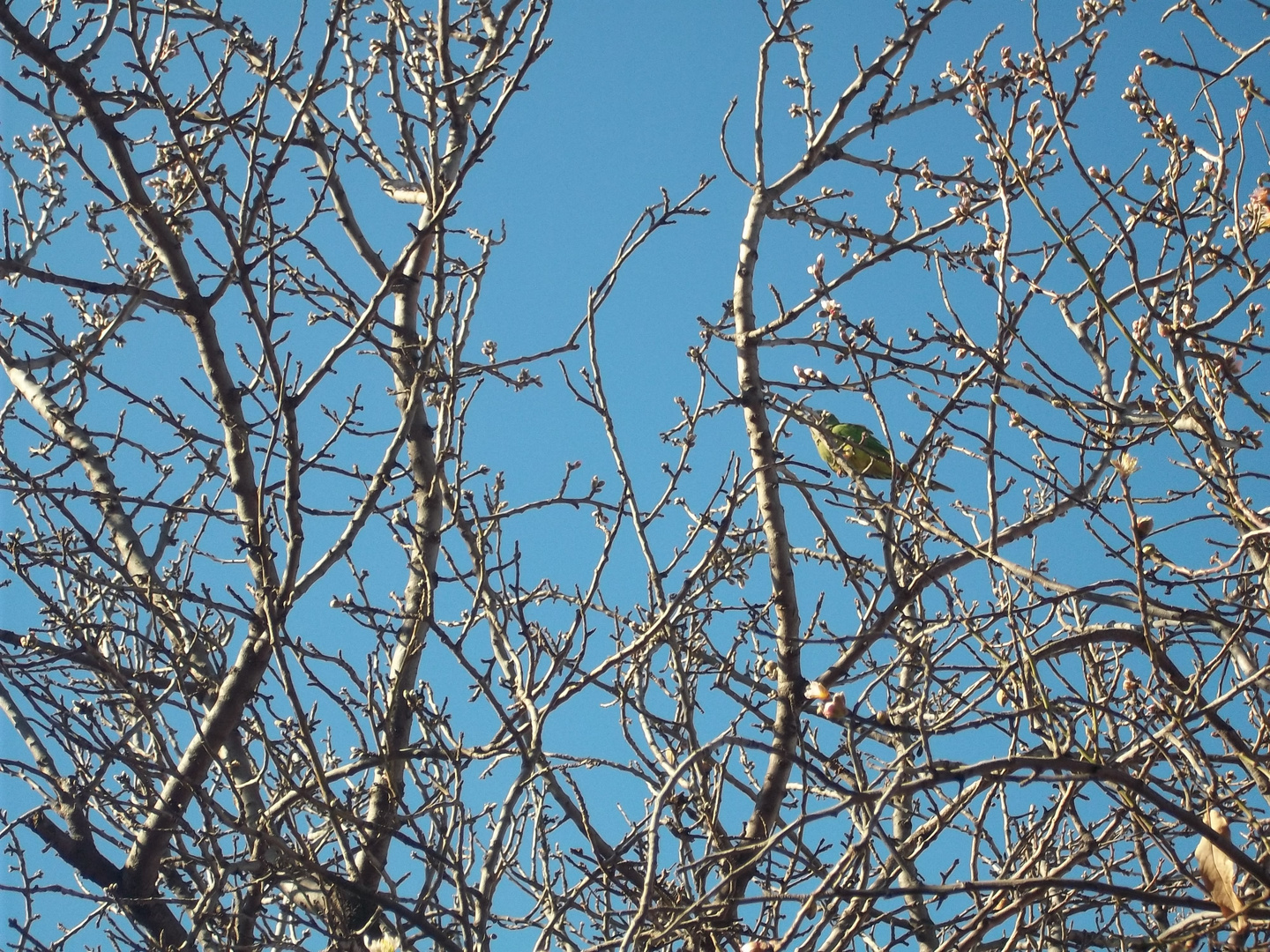 rareza, el loro esta solo