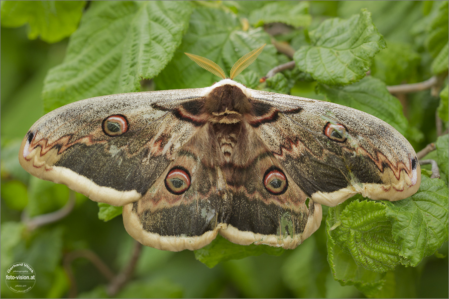 Rarität aus dem Garten