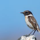 Rarität der Kanarenschmätzer (Saxicola dacotiae )