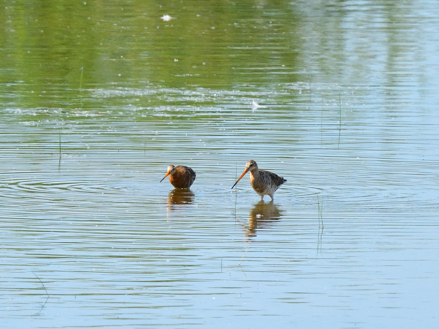 Rarität, Uferschnepfe, rarity, Black-tailed godwit, rareza, Aguja colinegra