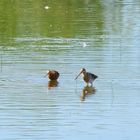 Rarität, Uferschnepfe, rarity, Black-tailed godwit, rareza, Aguja colinegra