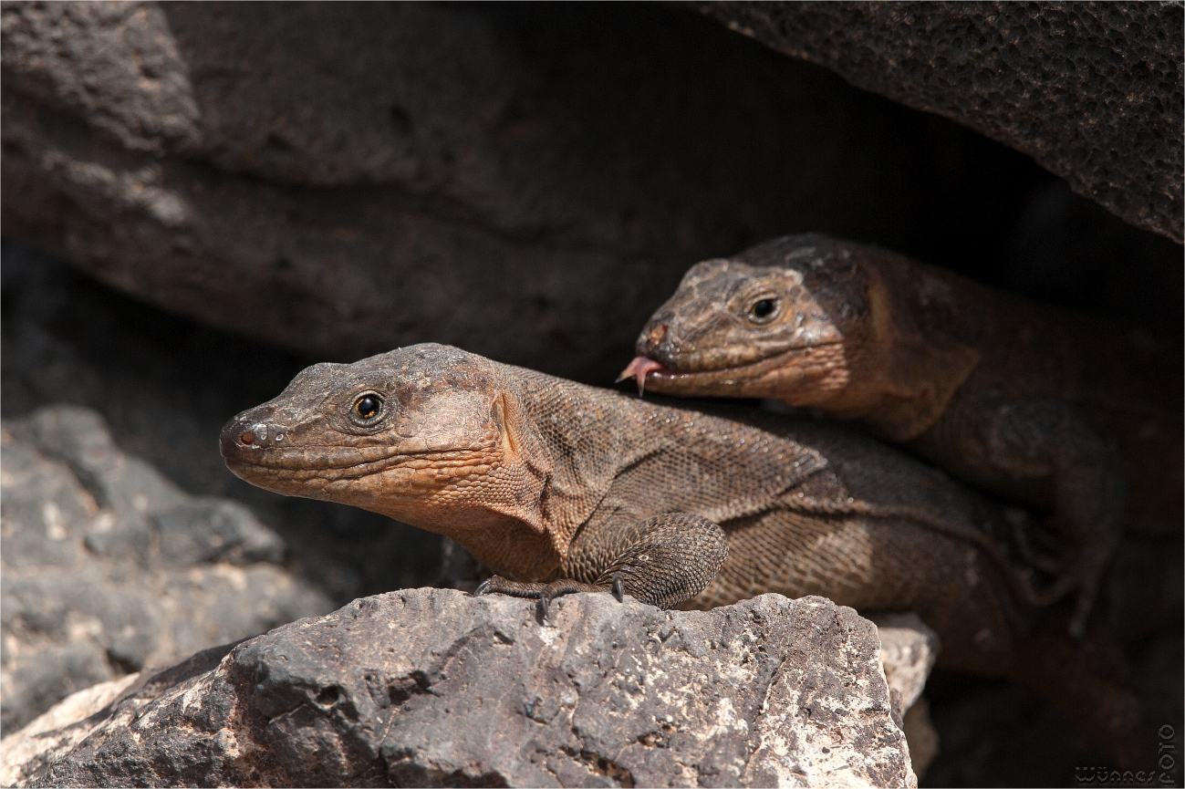 Raritäten Reptilaufnahme