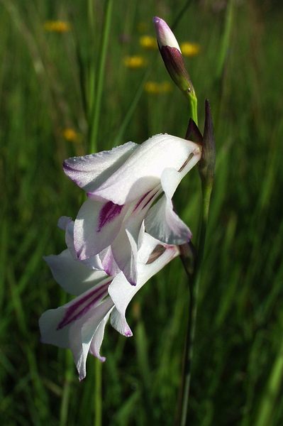 Raritäten unserer Heimat - Sumpfgladiolenvariante