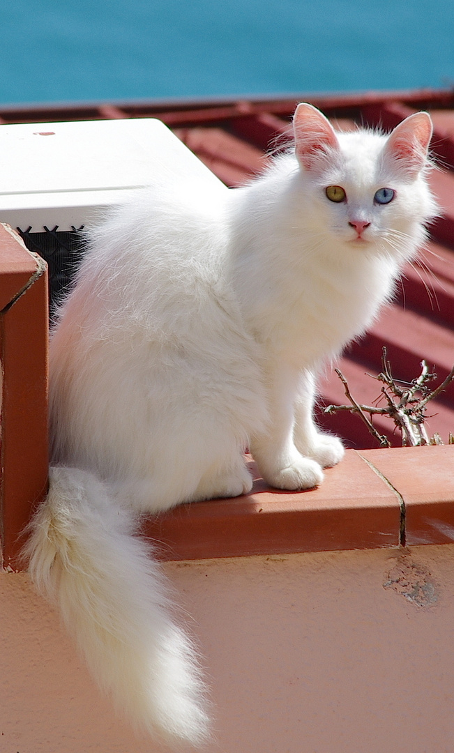 raro gatto albino con due occhi diversi