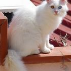 raro gatto albino con due occhi diversi