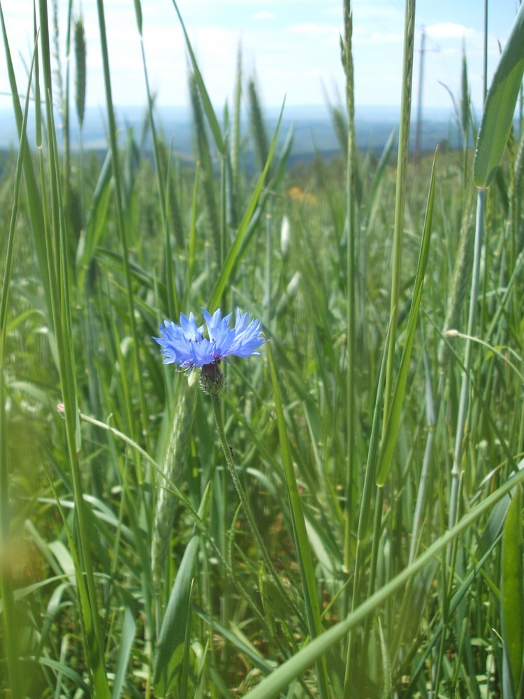 raro, semplice e bello: il fiordaliso