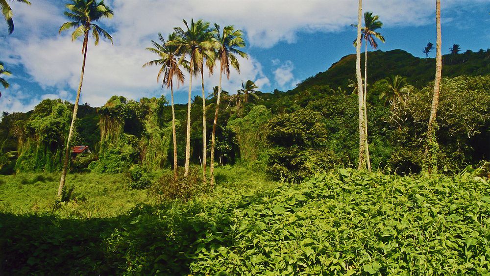 *** RAROTONGA ***