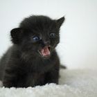 Rarwwr kitten