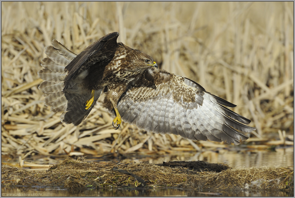 rasant... Mäusebussard *Buteo buteo*