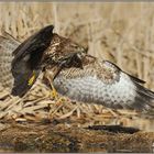 rasant... Mäusebussard *Buteo buteo*