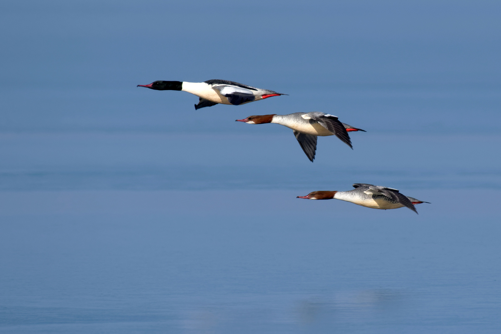 Rasant, rasant.. Gänsesäger ( Mergus merganser) im Flug