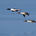 Rasant, rasant.. Gänsesäger ( Mergus merganser) im Flug