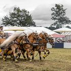 Rasante Show mit außergewöhnlichen Hengsten aus Bayern