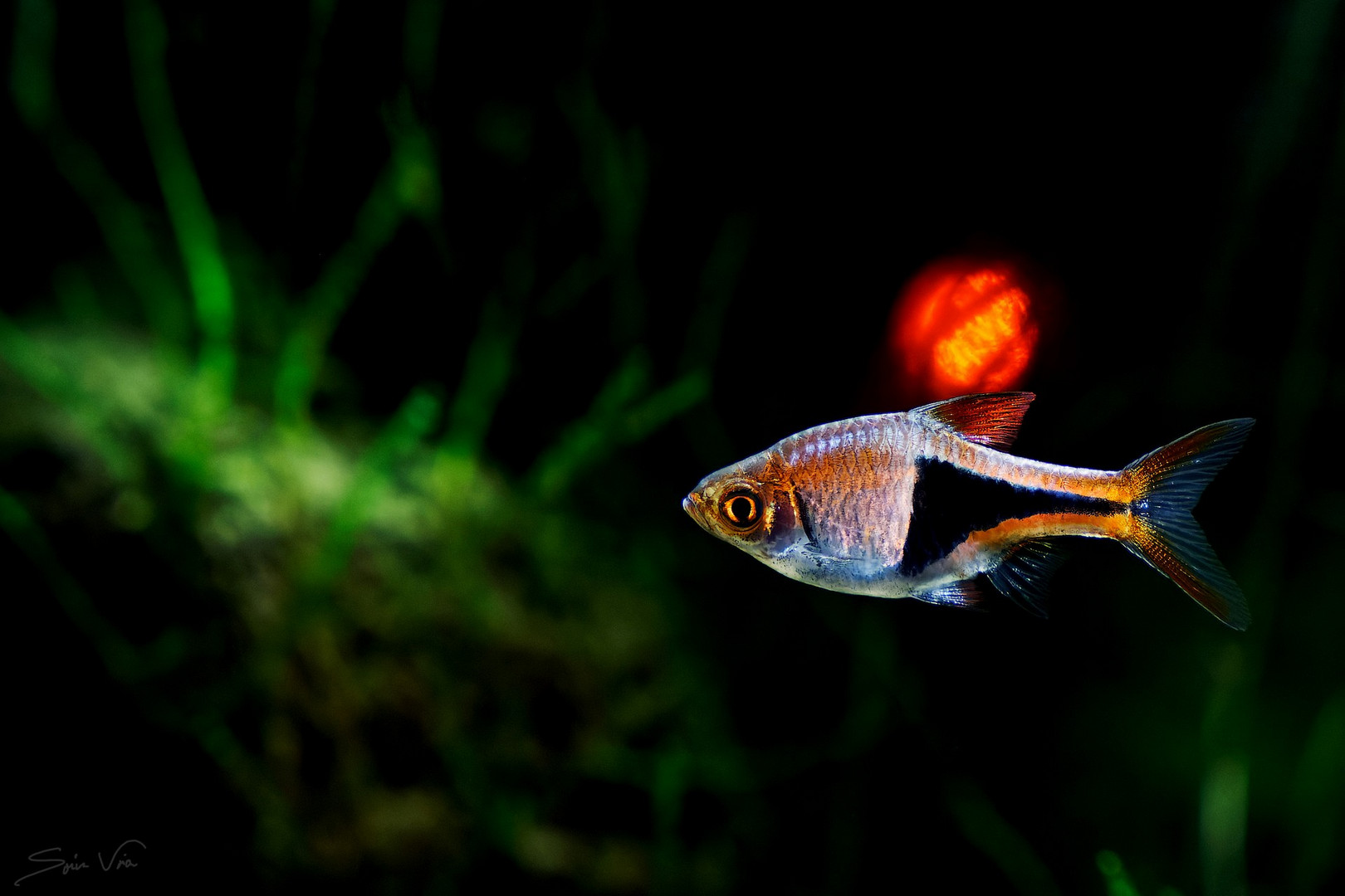 Rasbora heteromorpha