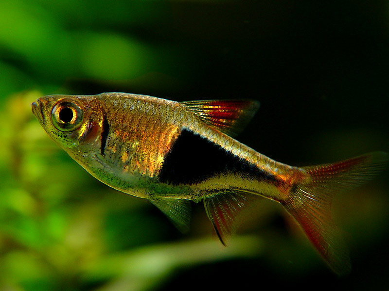 Rasbora heteromorpha