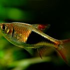 Rasbora heteromorpha