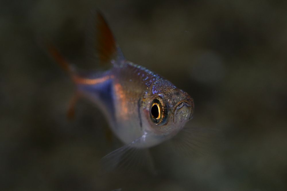 Rasbora heteromorpha