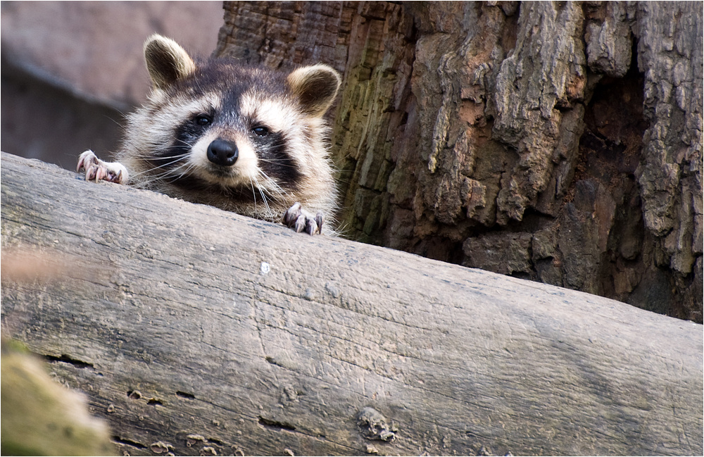 Rascal der Waschbär