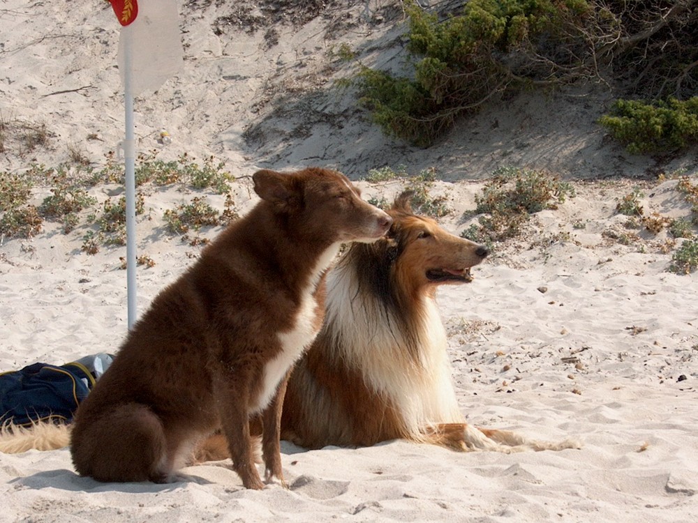 Rascal e Raja al mare