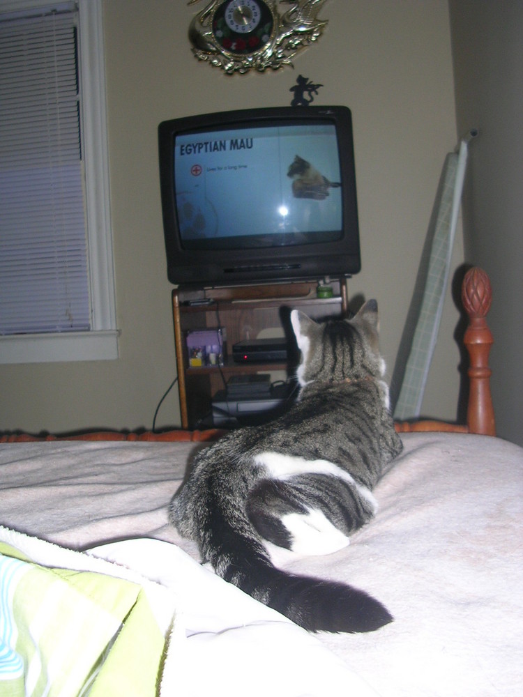 Rascal Watching TV