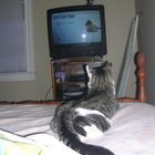 Rascal Watching TV